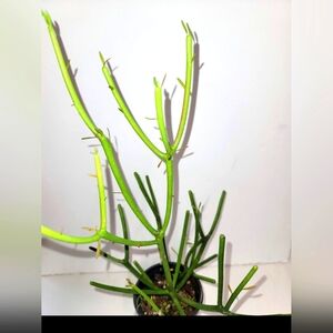 A  Euphorbia truncalis Stickplant in a four inch pot, plant food.